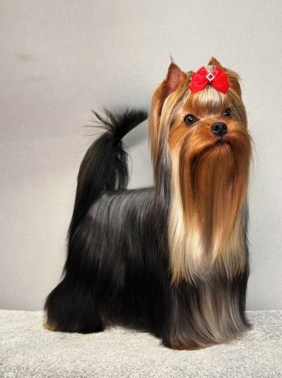 STREET FLASH STREET FLASH VERSAILLES &mdash; Labaza DogPedigree YorkshireTerrier