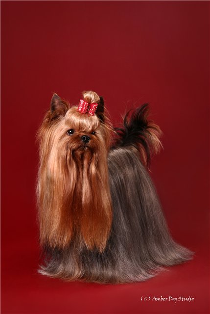 ALPISKIY TSVETOK DANDI &mdash; Labaza DogPedigree YorkshireTerrier