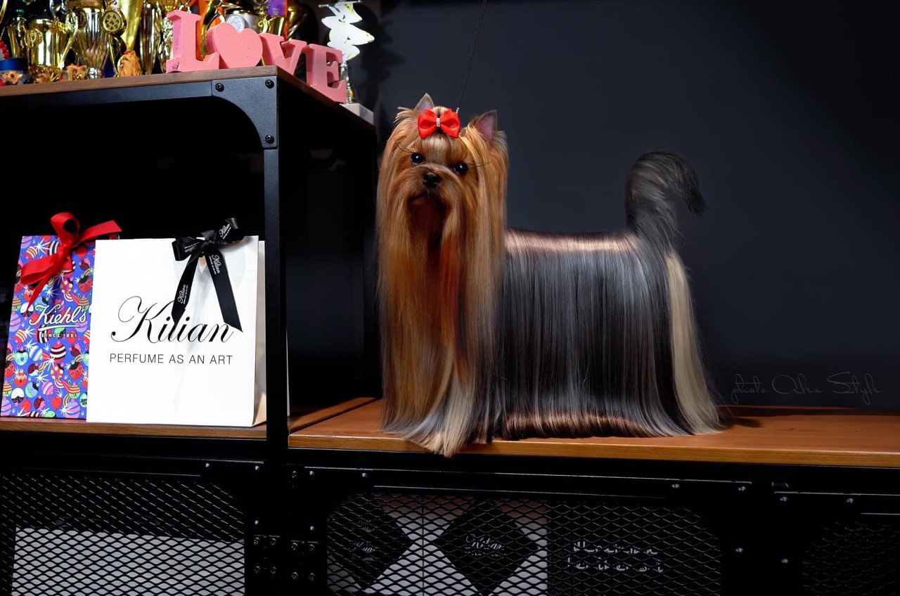  FERVENT ZABIVAKA &mdash; Labaza DogPedigree YorkshireTerrier