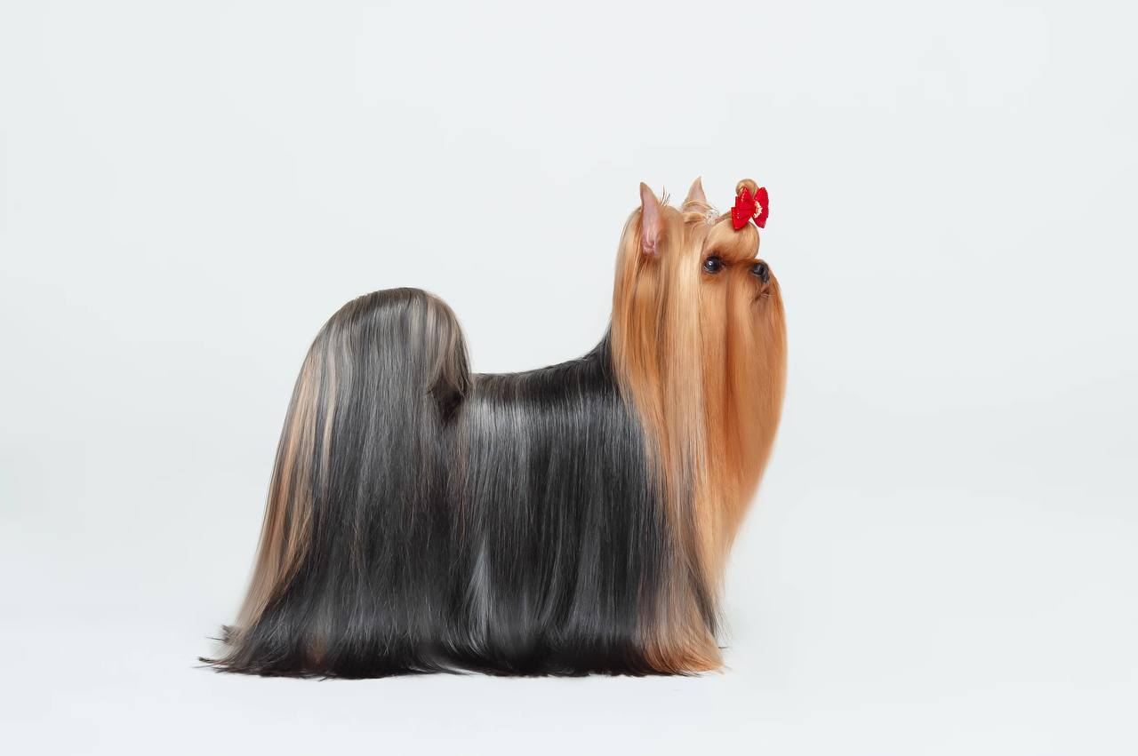 Camili CAMILI KIPPER &mdash; Labaza DogPedigree YorkshireTerrier