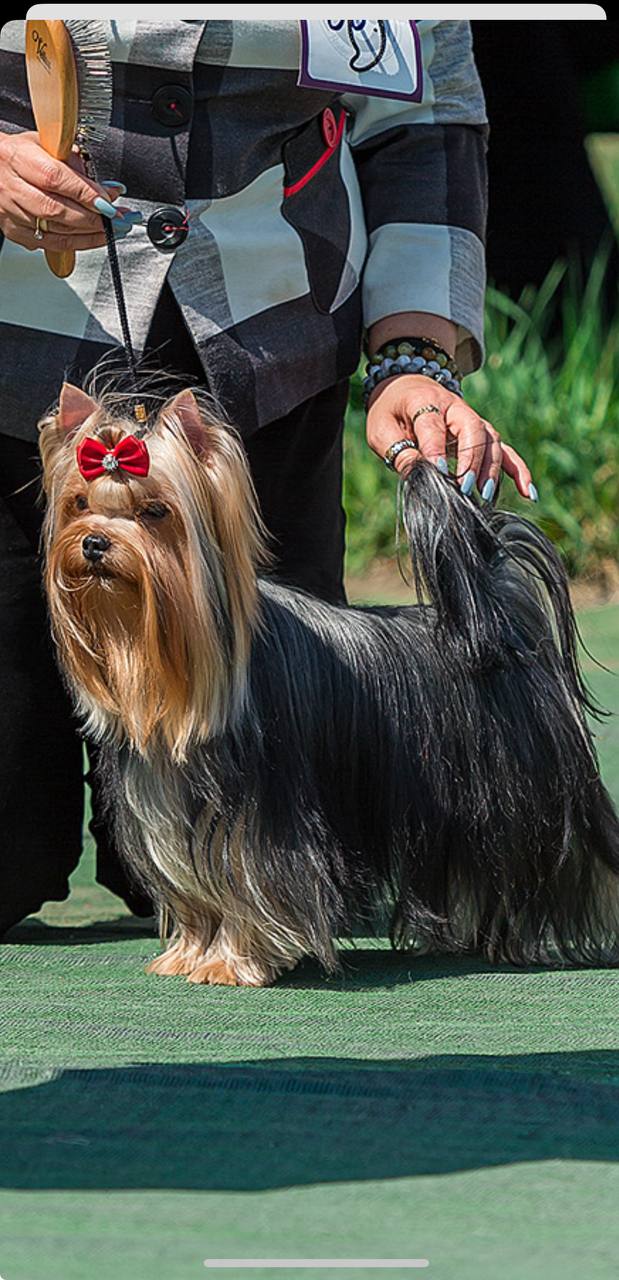 OVATSIYA DONA OVATSIYA DONA FORTUNA WINNER &mdash; Labaza DogPedigree YorkshireTerrier