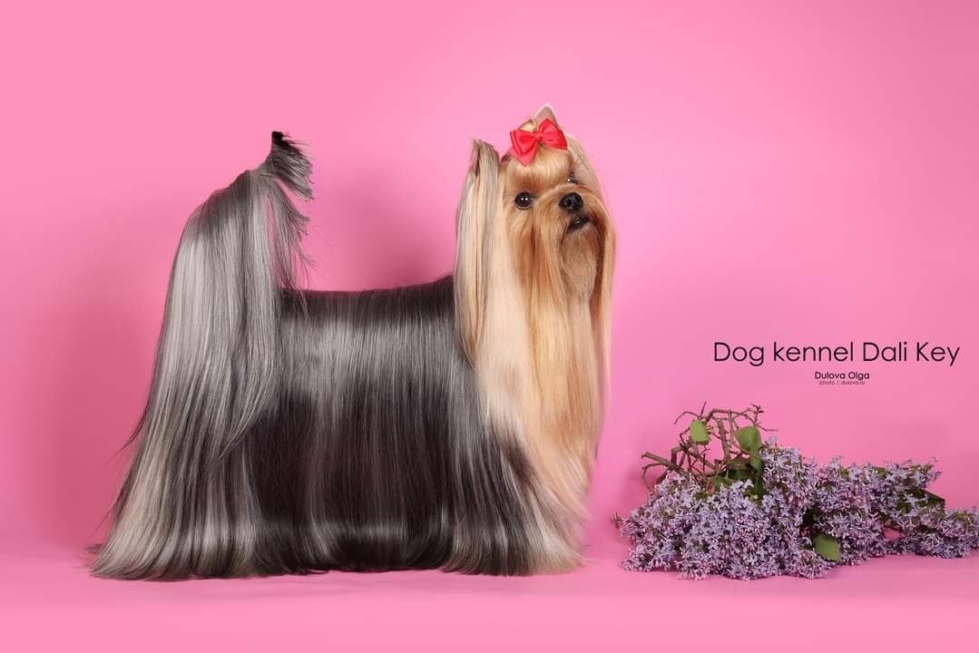 DALI KEY DALI KEY J'ADORE &mdash; Labaza DogPedigree YorkshireTerrier
