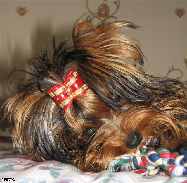 Silver flame SILVER FLAME INFINITI SWEET &mdash; Labaza DogPedigree YorkshireTerrier