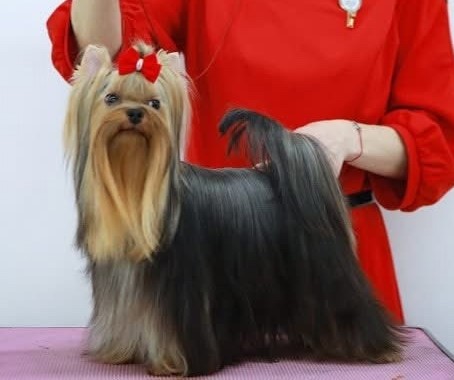 DALI KEY DALI KEY BENE VERTAT &mdash; Labaza DogPedigree YorkshireTerrier