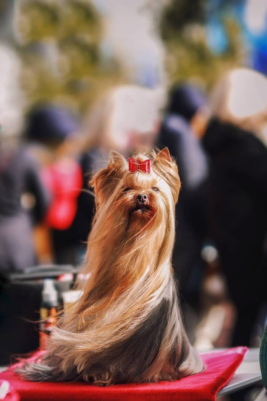 MICHELE MERDER MARGUISE OF ANGEL &mdash; Labaza DogPedigree YorkshireTerrier