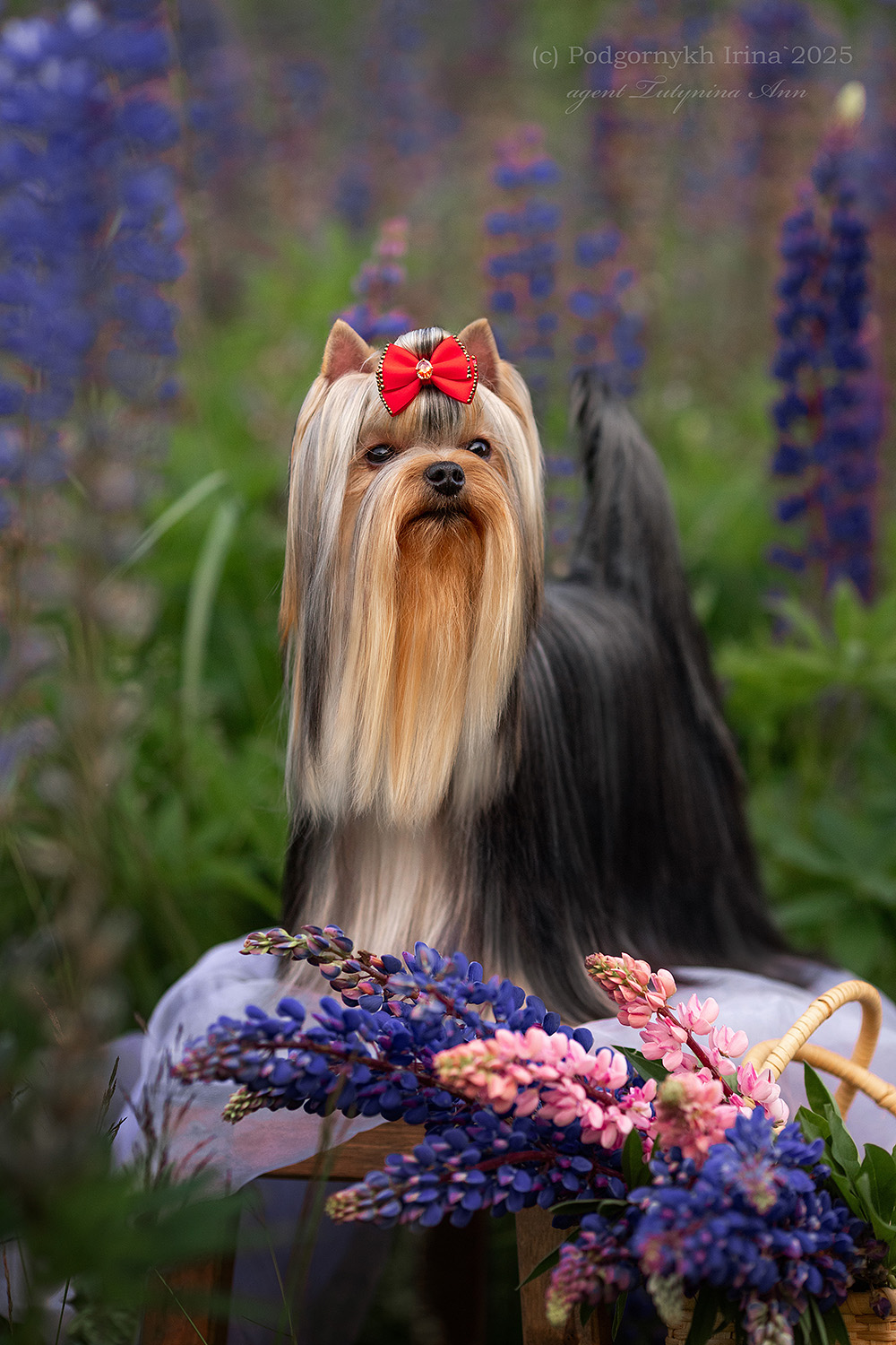 DALI KEY DALI KEY RAKETA &mdash; Labaza DogPedigree YorkshireTerrier