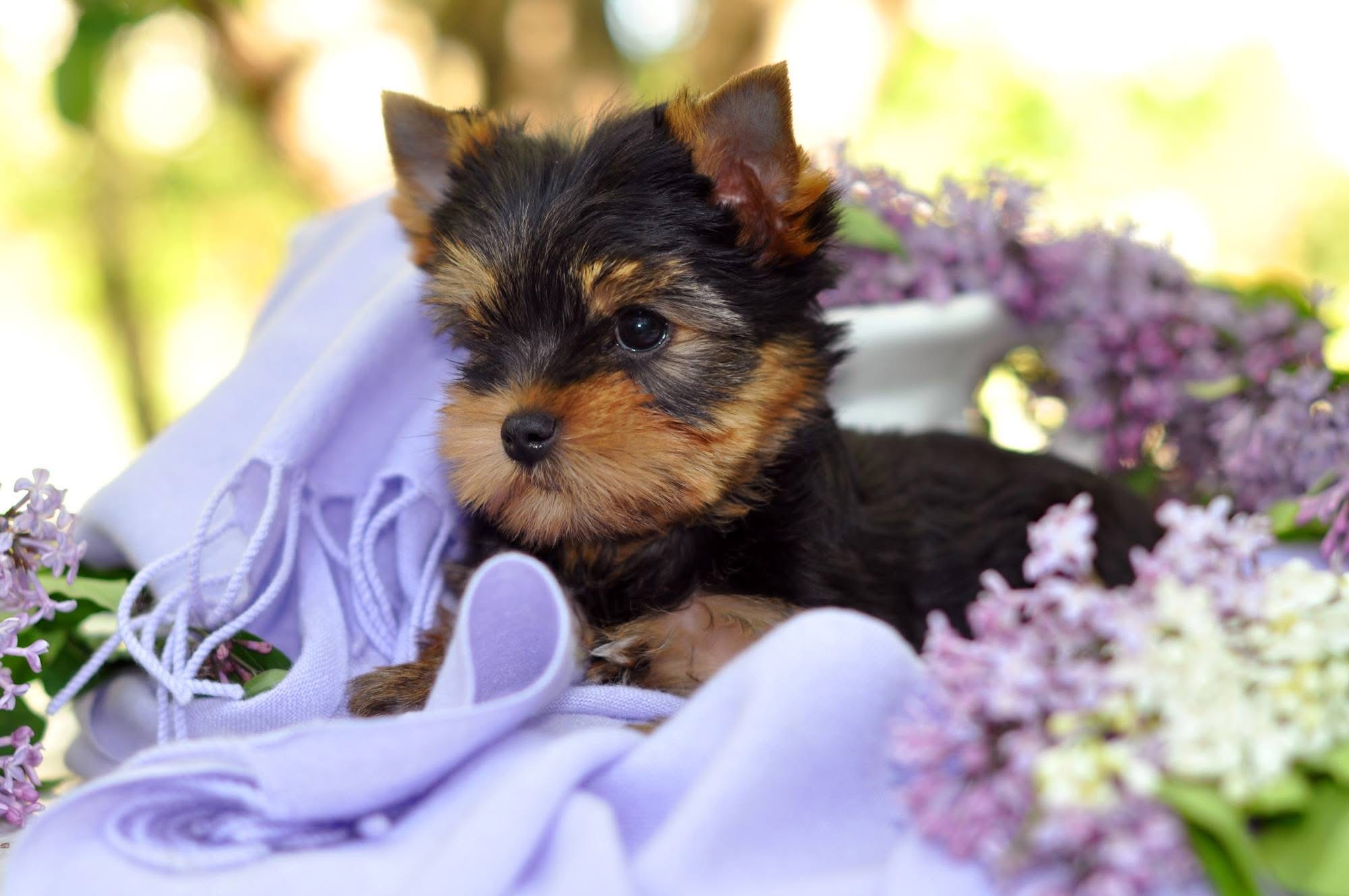 DEANJE DEANJE AMAZING PASSION &mdash; Labaza DogPedigree YorkshireTerrier