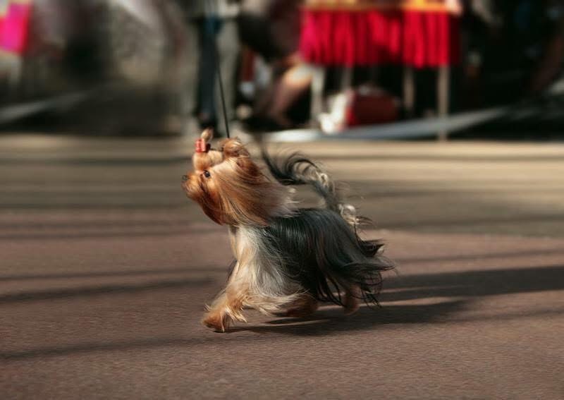 DEANJE DEANJE BLUE MARINE &mdash; Labaza DogPedigree YorkshireTerrier