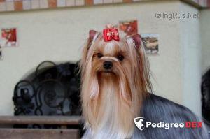 JAMEELA SOLAR CITY &mdash; Labaza DogPedigree YorkshireTerrier