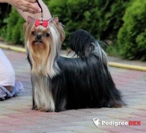  HIGH SPIRIT SOLAR CITY &mdash; Labaza DogPedigree YorkshireTerrier