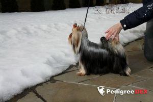  GLITTER MANIA SOLAR CITY &mdash; Labaza DogPedigree YorkshireTerrier