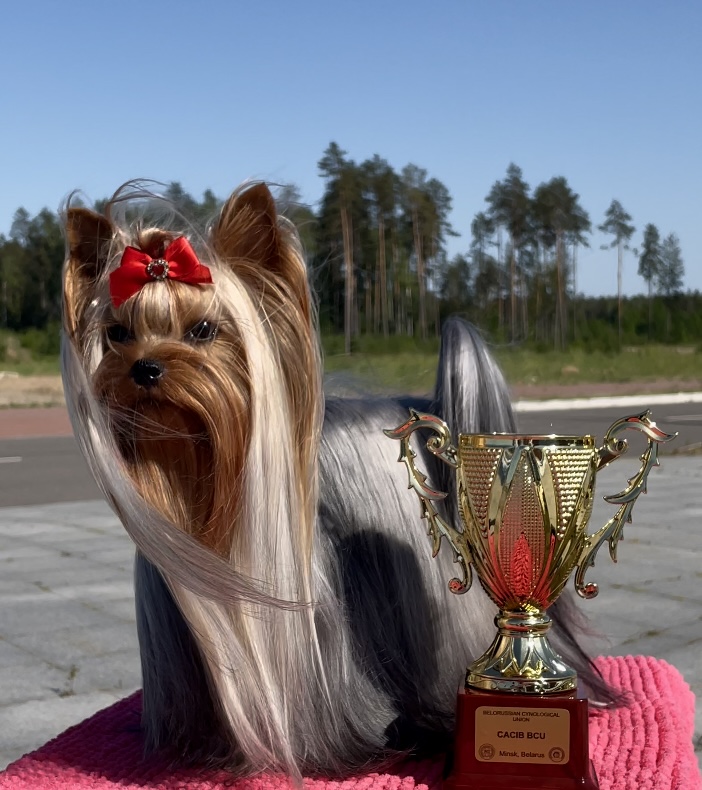 INTERCHARM VI-TEYA &mdash; Labaza DogPedigree YorkshireTerrier