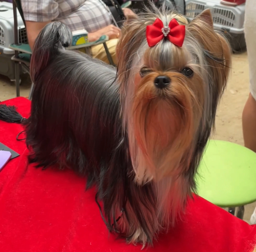  MILLENIUM STAR MARGARET &mdash; Labaza DogPedigree YorkshireTerrier