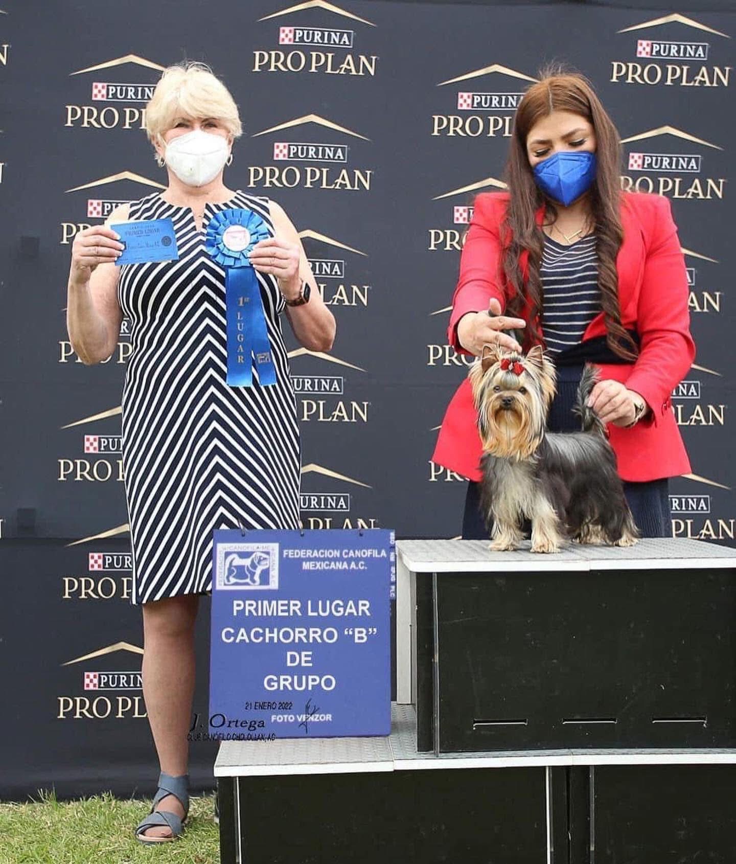 DEANJE DEANJE NEW DREAMS &mdash; Labaza DogPedigree YorkshireTerrier