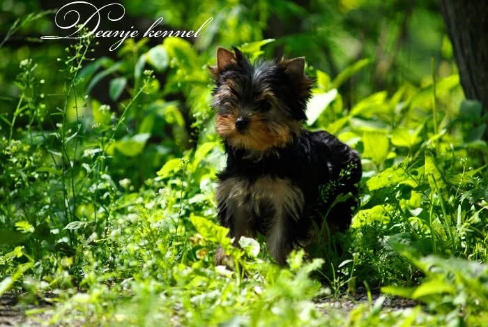 DEANJE DEANJE CAPRICE SPRING &mdash; Labaza DogPedigree YorkshireTerrier