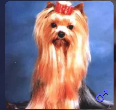 PREMAR'S ALIGATOR &mdash; Labaza DogPedigree YorkshireTerrier