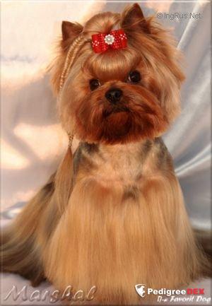 Mini Shop MINI SHOP BIG BEN &mdash; Labaza DogPedigree YorkshireTerrier