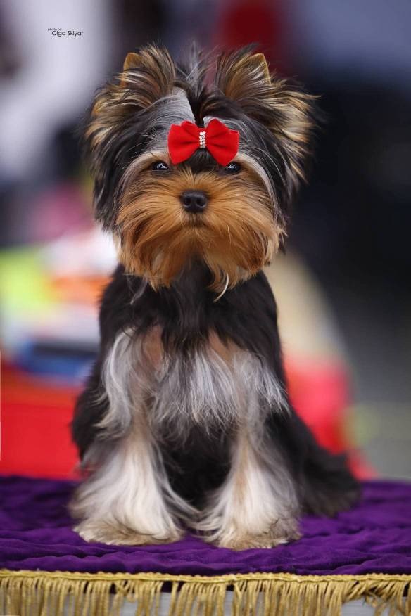  PAUTPURI STILE NEW STORY &mdash; Labaza DogPedigree YorkshireTerrier
