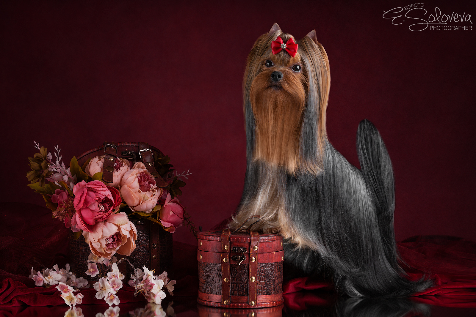  STJUMER'S VIRGINIA STAR &mdash; Labaza DogPedigree YorkshireTerrier