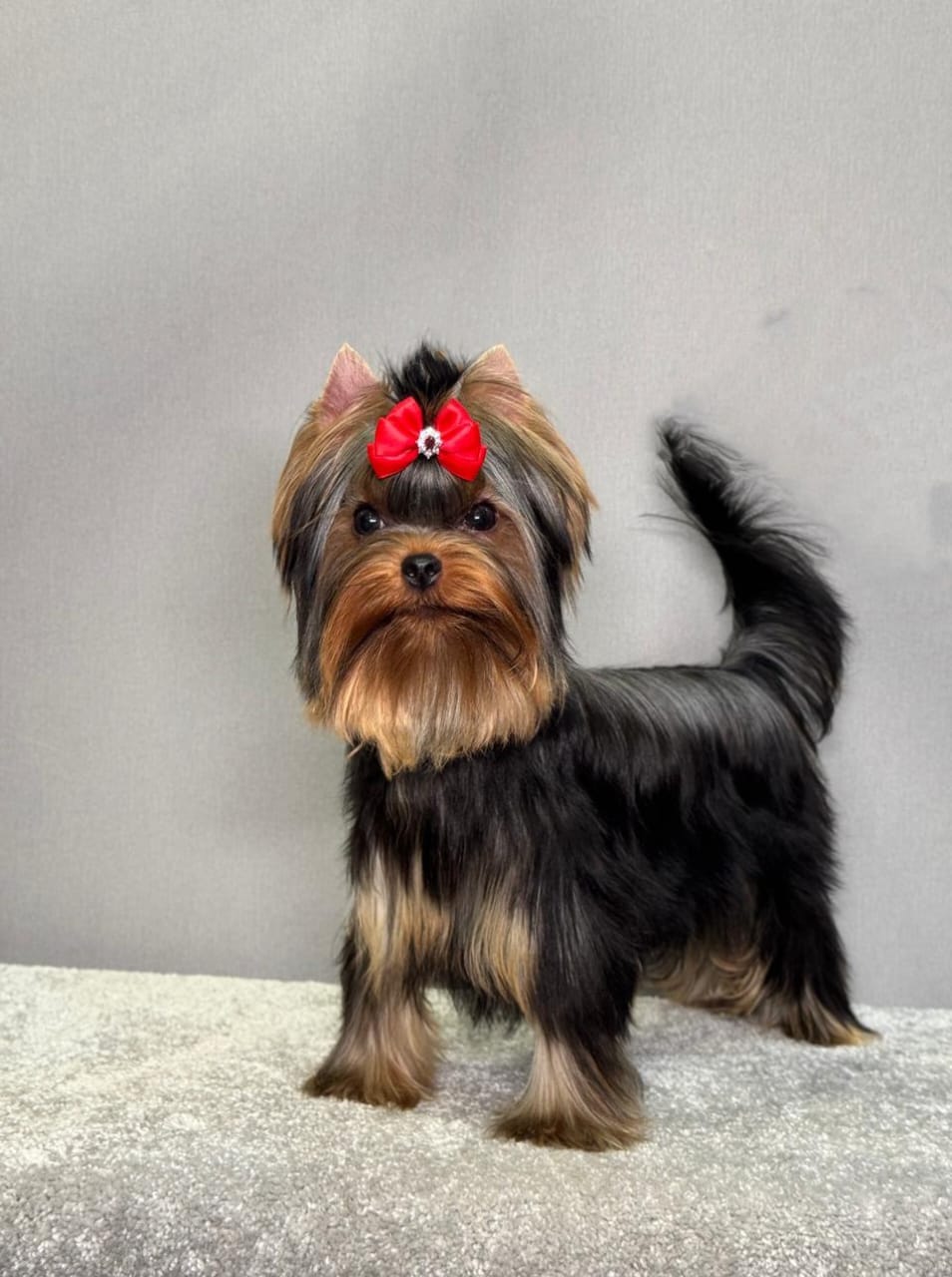 STREET FLASH TIARA WINDSOR &mdash; Labaza DogPedigree YorkshireTerrier