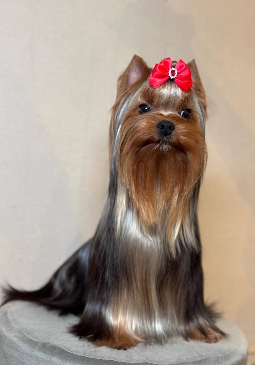 STREET FLASH HOLLIWOD &mdash; Labaza DogPedigree YorkshireTerrier