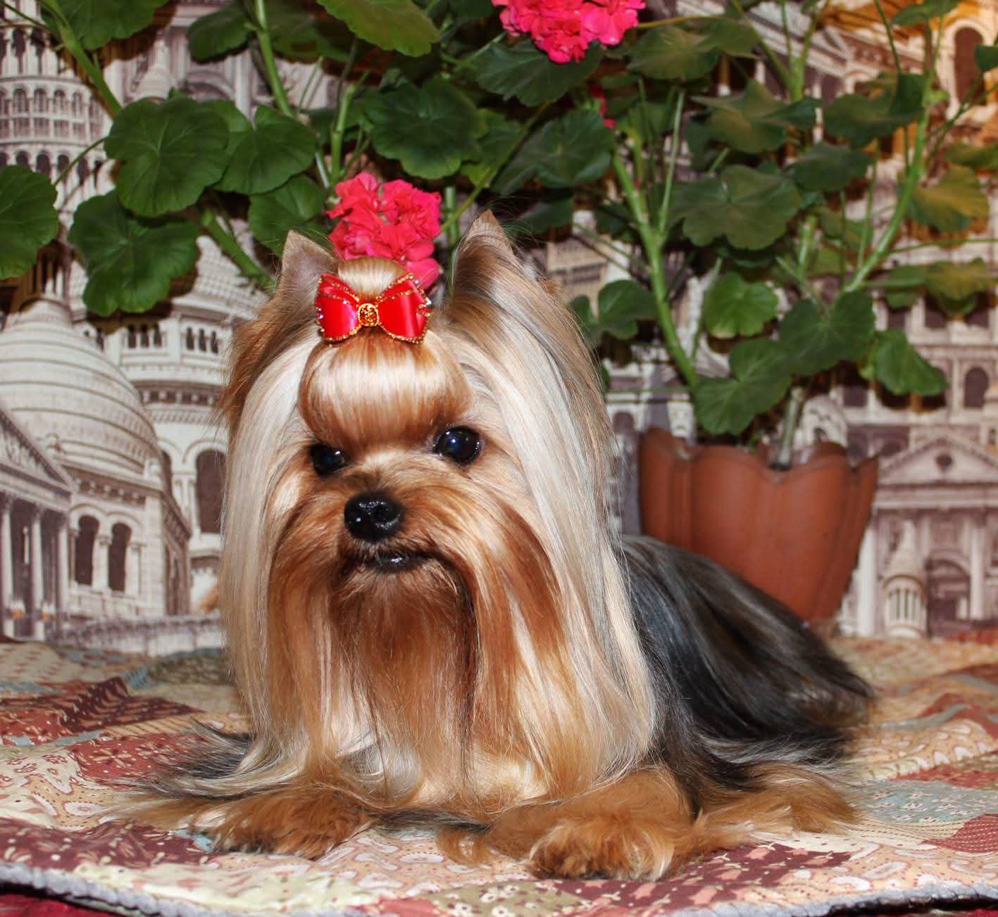  HEAVENLY DANCE ABSOLYUT PRIORITI &mdash; Labaza DogPedigree YorkshireTerrier