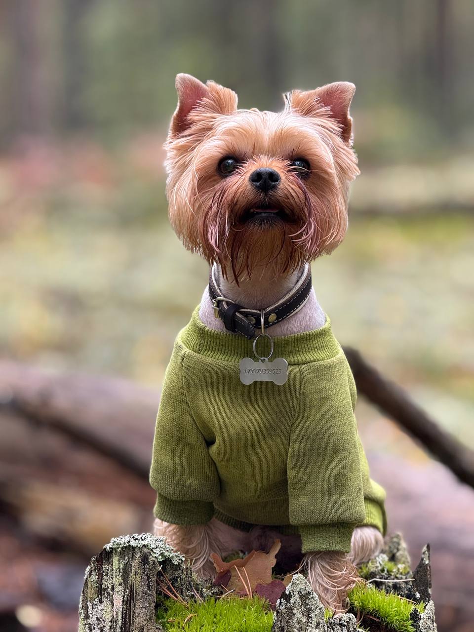 GERTSOG &mdash; Labaza DogPedigree YorkshireTerrier