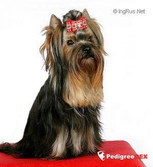  VENECIA BAKARAT &mdash; Labaza DogPedigree YorkshireTerrier