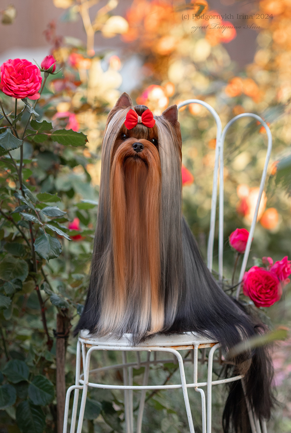 Dar Prise Dar Prise History &mdash; Labaza DogPedigree YorkshireTerrier