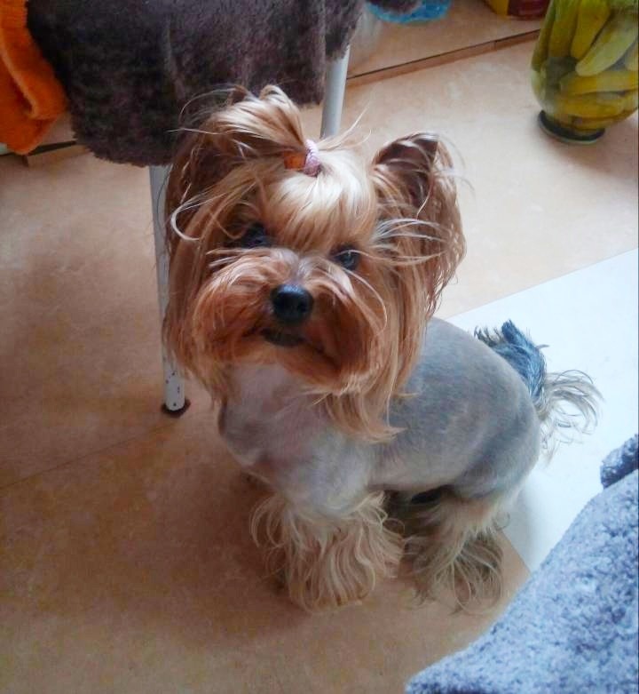 PLAMENNAYA CLEOPATRA &mdash; Labaza DogPedigree YorkshireTerrier