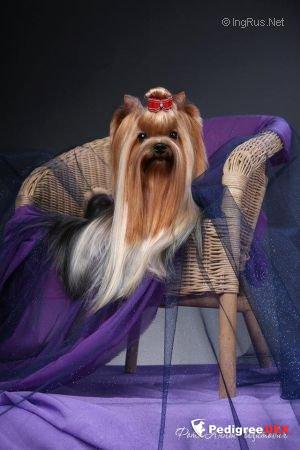 RIGAIR LEE COOPER &mdash; Labaza DogPedigree YorkshireTerrier