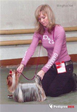 ILOSVAI SELYMES NEGRO &mdash; Labaza DogPedigree YorkshireTerrier