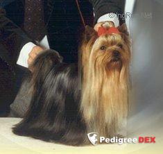  INTROUBLE OF MILLMOOR &mdash; Labaza DogPedigree YorkshireTerrier