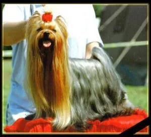  GHOST-BOY FROM DEVILS OF YORK &mdash; Labaza DogPedigree YorkshireTerrier