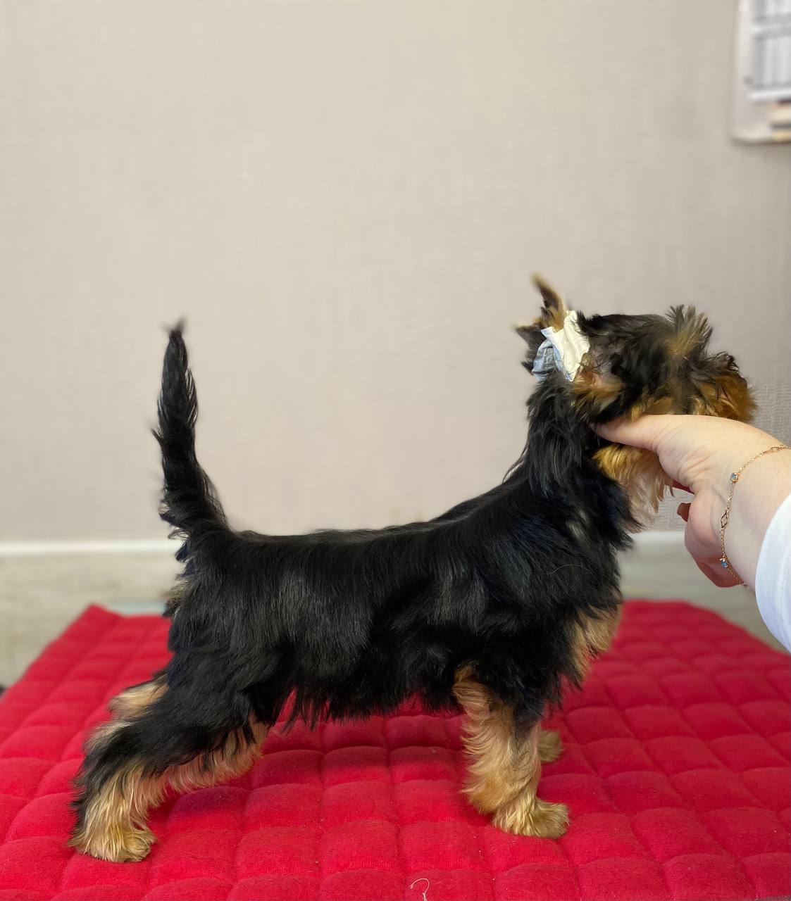 DALI KEY DALI KEY CHIZKEYK &mdash; Labaza DogPedigree YorkshireTerrier