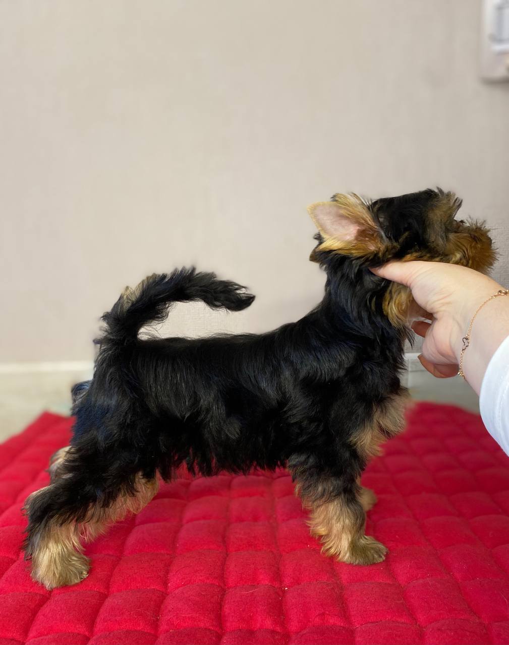 DALI KEY DALI KEY CHILI &mdash; Labaza DogPedigree YorkshireTerrier