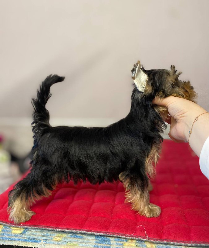 DALI KEY DALI KEY CHERESHNYA &mdash; Labaza DogPedigree YorkshireTerrier