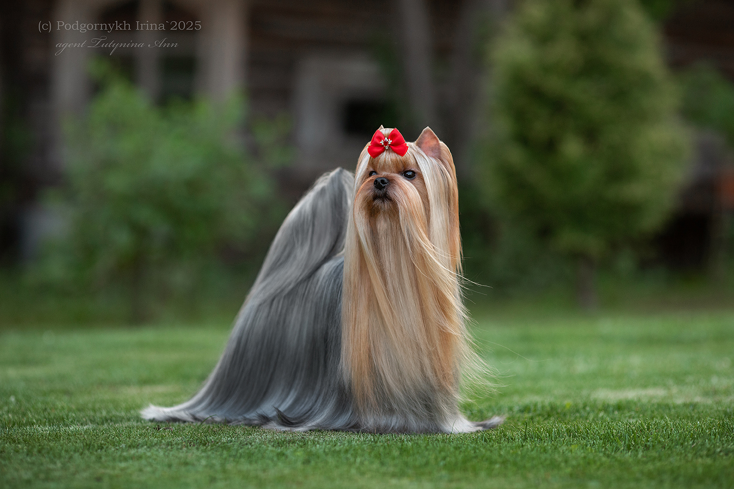 DALI KEY DALI KEY LEONARDO &mdash; Labaza DogPedigree YorkshireTerrier