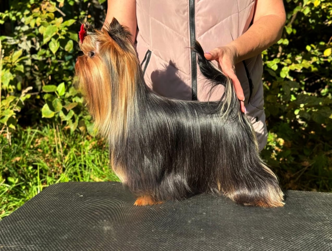 STREET FLASH MAESTRO &mdash; Labaza DogPedigree YorkshireTerrier
