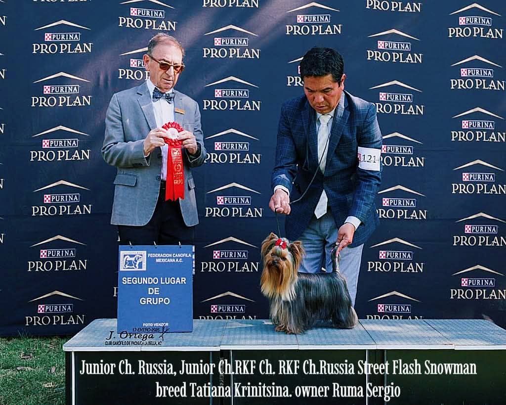STREET FLASH STREET FLASH SHOWMAN &mdash; Labaza DogPedigree YorkshireTerrier