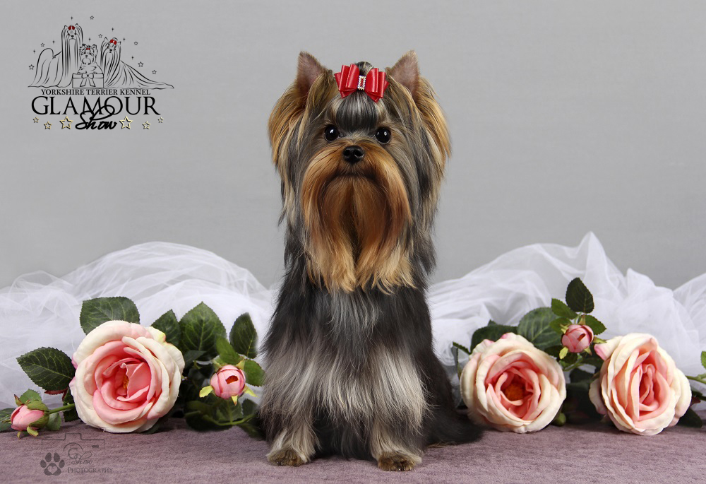 Glamour Show GLAMOUR SHOW ABSOLUTE LOVE &mdash; Labaza DogPedigree YorkshireTerrier