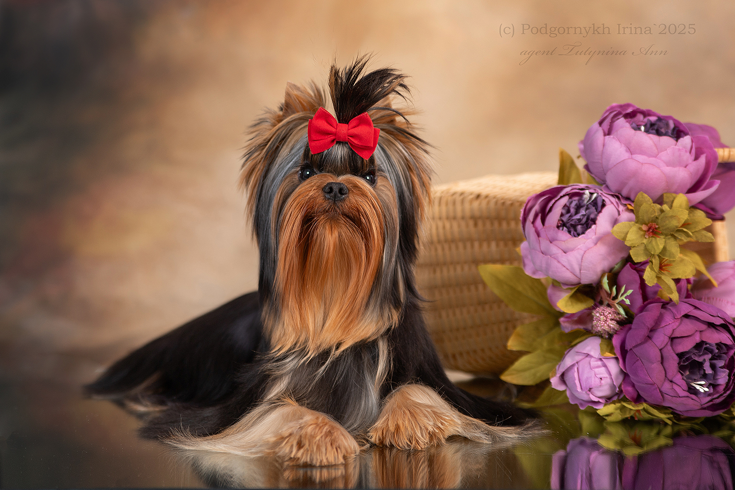 BUNNY BELL BUNNY BELL LANDSLIDE VICTORY &mdash; Labaza DogPedigree YorkshireTerrier