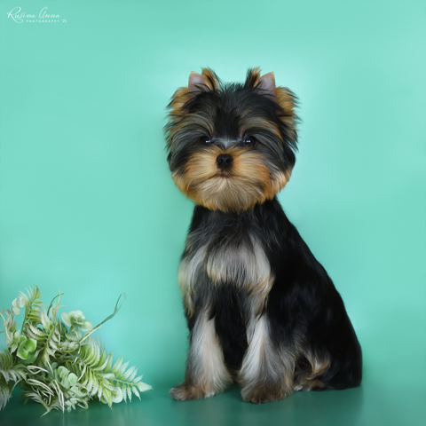 PIOJIA DORO PIOJIA DORO ENDLESS KISS &mdash; Labaza DogPedigree YorkshireTerrier