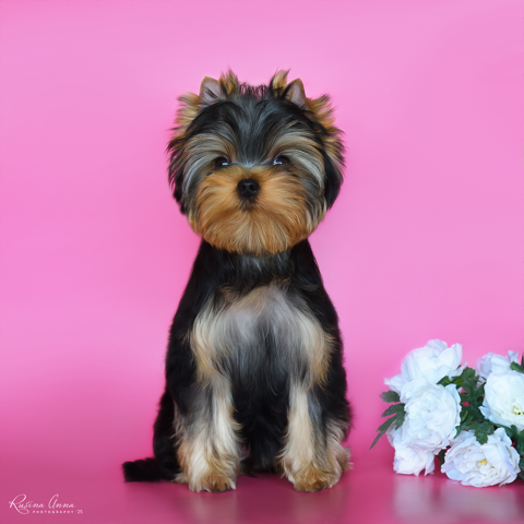 PIOJIA DORO PIOJIA DORO ENJOY YOU FOREVER &mdash; Labaza DogPedigree YorkshireTerrier