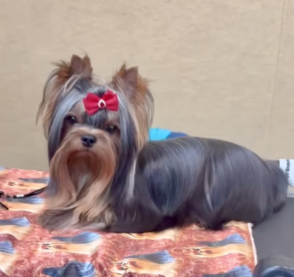 ORION BLAZE SHARBEST &mdash; Labaza DogPedigree YorkshireTerrier