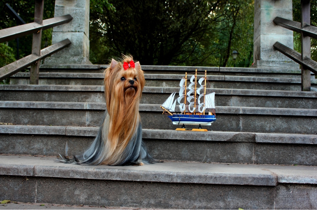 PECH HOUP PECH HOUP KORSAR &mdash; Labaza DogPedigree YorkshireTerrier