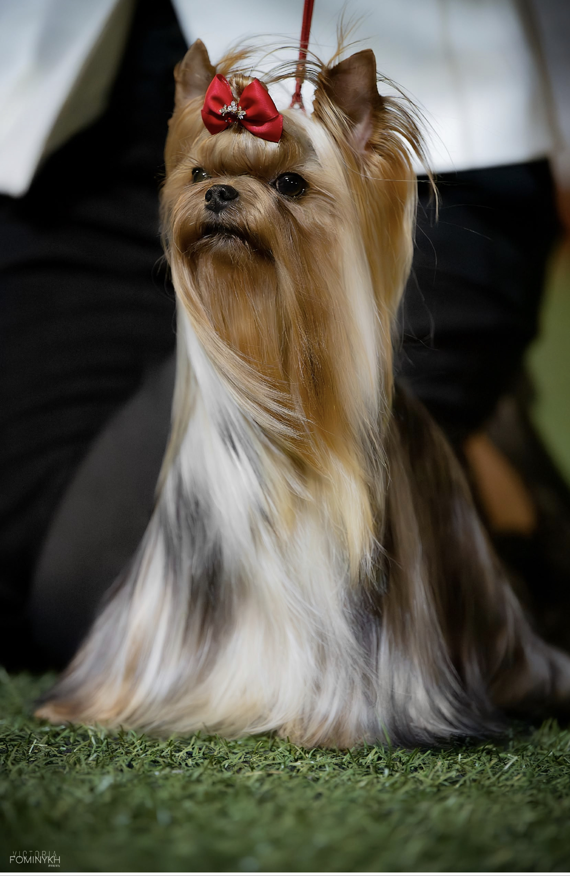  IREN VICTORIUS KRIS &mdash; Labaza DogPedigree YorkshireTerrier