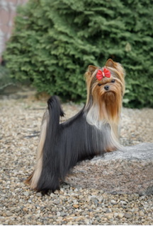  EXCELLENCE ABSOLUTE DELICIA &mdash; Labaza DogPedigree YorkshireTerrier