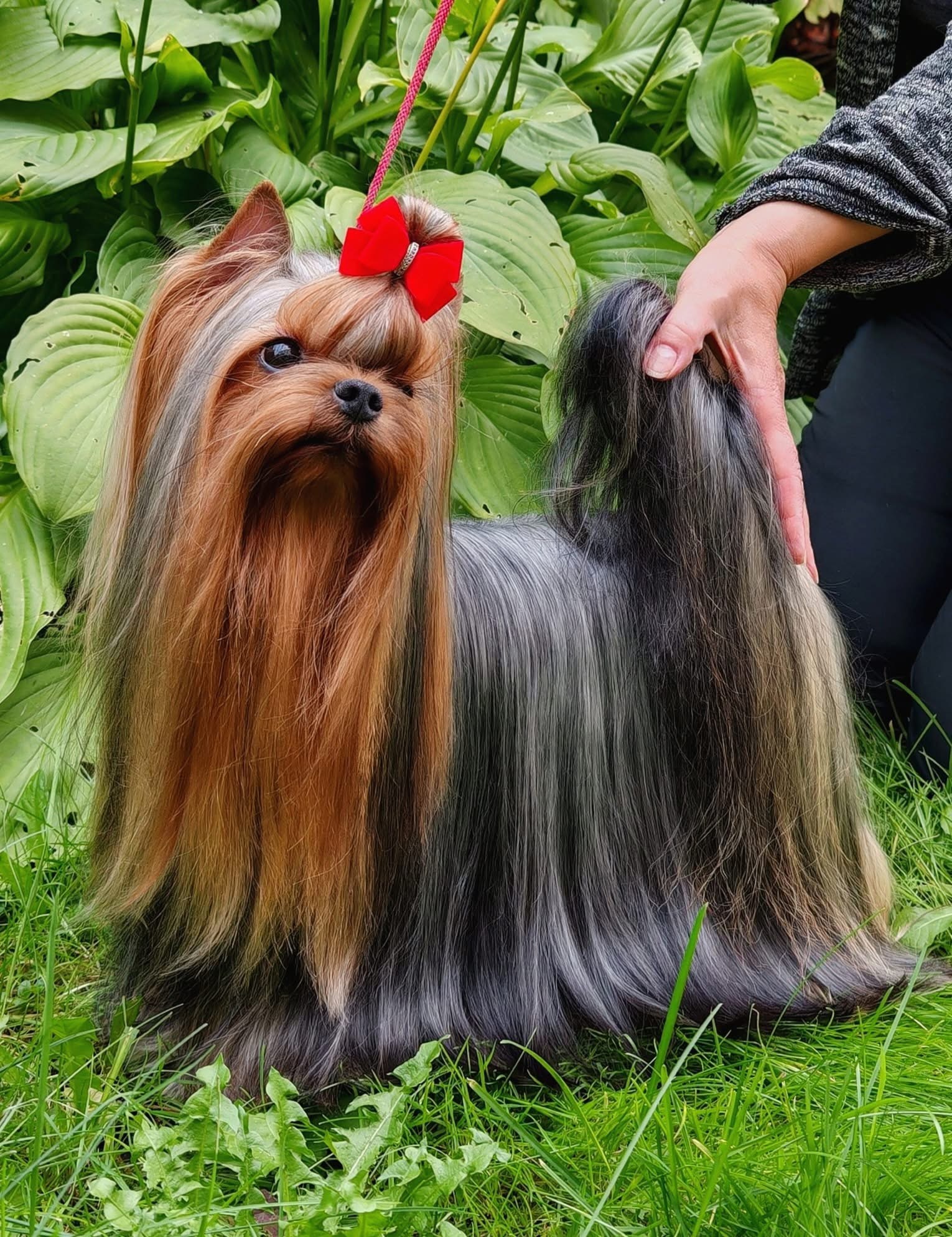  TANVER’S IT’S YOUR DESTINY &mdash; Labaza DogPedigree YorkshireTerrier