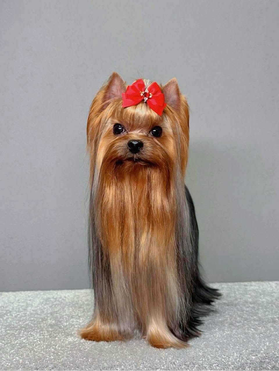 STREET FLASH STREET FLASH SHURE TO PLEASE &mdash; Labaza DogPedigree YorkshireTerrier